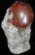 Pennsylvanian Aged Red Agatized Horn Coral - Utah #26401-1